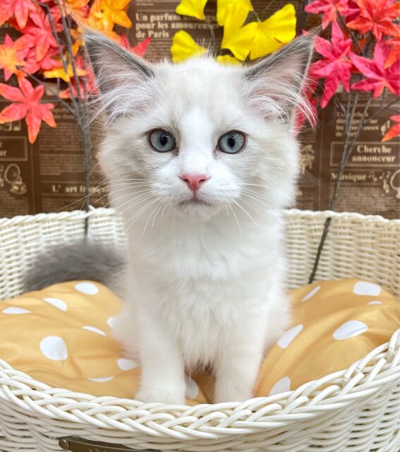 まん丸なお顔💖ラグドール(ブルーポイントバイカラー)💙男の子💙2025年7月24日生まれ