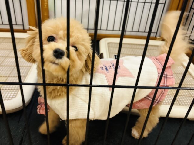好きの感情が大爆発♬.*゚マルプーちゃん! マルプー