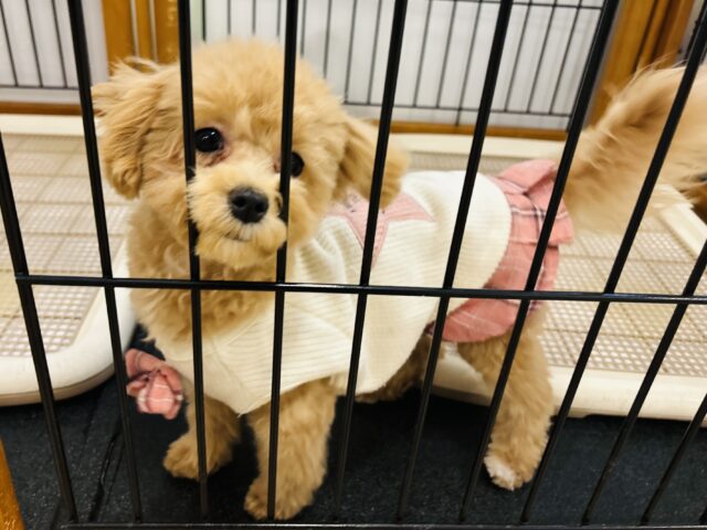 好きの感情が大爆発♬.*゚マルプーちゃん! マルプー