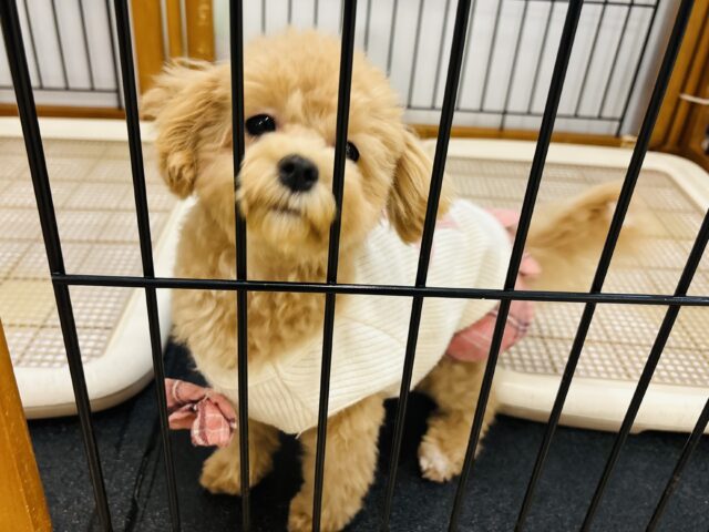 好きの感情が大爆発♬.*゚マルプーちゃん! マルプー