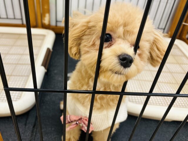 好きの感情が大爆発♬.*゚マルプーちゃん! マルプー