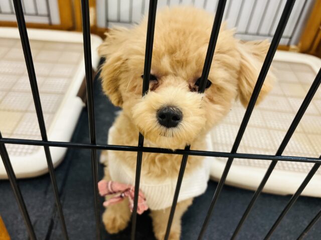 好きの感情が大爆発♬.*゚マルプーちゃん! マルプー