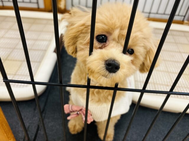 好きの感情が大爆発♬.*゚マルプーちゃん! マルプー