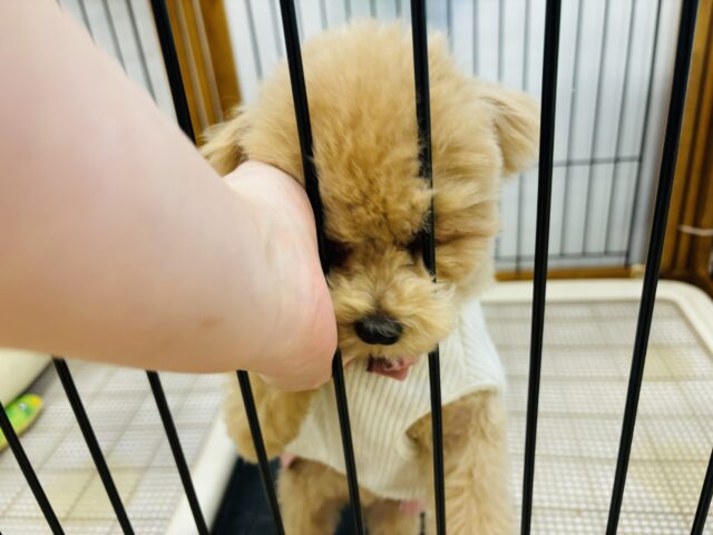 好きの感情が大爆発♬.*゚マルプーちゃん! マルプー