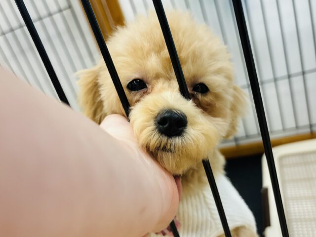 好きの感情が大爆発♬.*゚マルプーちゃん! マルプー