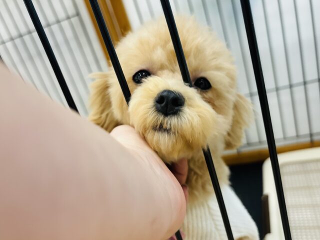 好きの感情が大爆発♬.*゚マルプーちゃん! マルプー