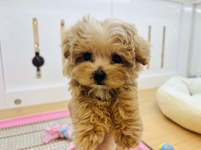 人が好きすぎてごめんなしゃい♡マルプーくん! マルプー