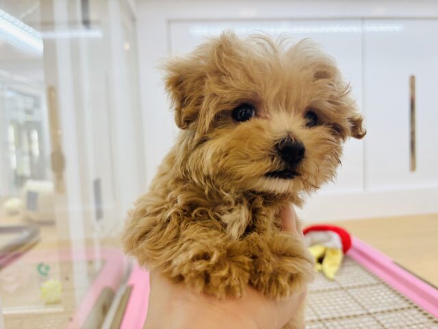 人が好きすぎてごめんなしゃい♡マルプーくん! マルプー