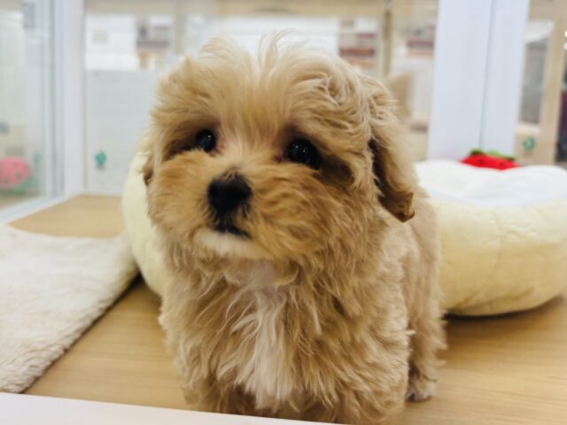 人が好きすぎてごめんなしゃい♡マルプーくん! マルプー