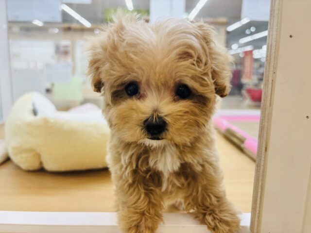 人が好きすぎてごめんなしゃい♡マルプーくん! マルプー