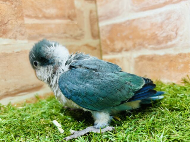 オキナインコ