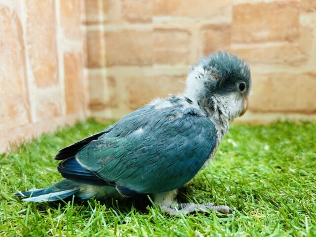 オキナインコ