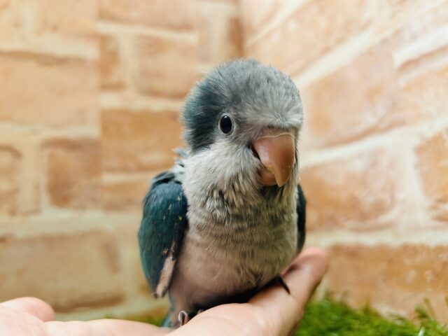 オキナインコ