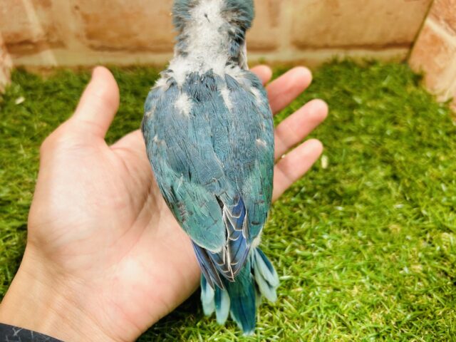 オキナインコ