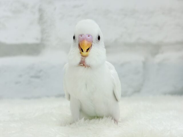 【動画更新🪄ひとり餌になりました☆】ピュアピュアホワイト🤍セキセイインコ(アルビノ) ヒナ セキセイインコ