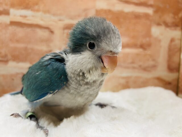 オキナインコ