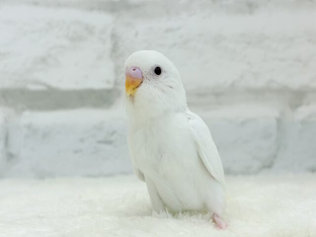【動画更新🪄ひとり餌になりました☆】ピュアピュアホワイト🤍セキセイインコ(アルビノ) ヒナ セキセイインコ