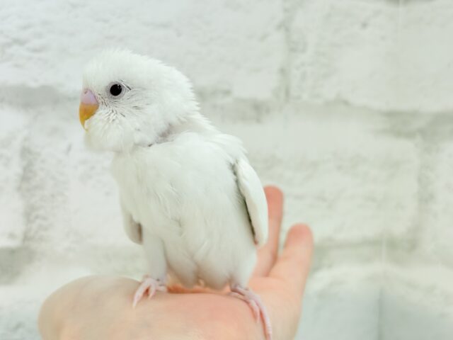 【動画更新🪄ひとり餌になりました☆】ピュアピュアホワイト🤍セキセイインコ(アルビノ) ヒナ セキセイインコ
