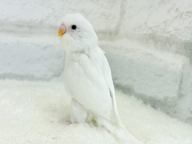 【動画更新🪄ひとり餌になりました☆】ピュアピュアホワイト🤍セキセイインコ(アルビノ) ヒナ セキセイインコ