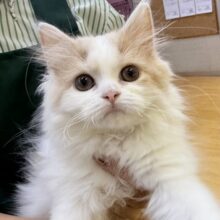 最新画像！ゆるふわ〜🍭サイベリアンちゃん