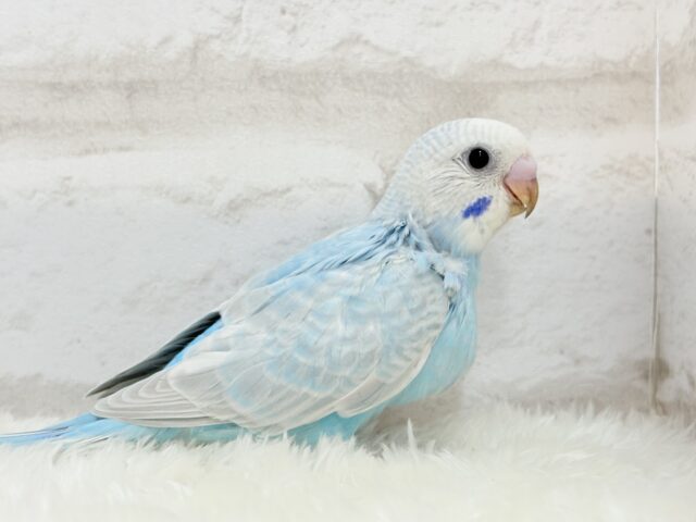 【最新画像更新🪄】すっきり☆爽やか青空🌤セキセイインコ(スパングル) ヒナ セキセイインコ