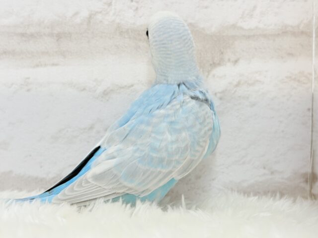 【最新画像更新🪄】すっきり☆爽やか青空🌤セキセイインコ(スパングル) ヒナ セキセイインコ