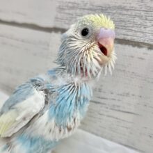 シュワシュワレインボー🌈🫧🫧 セキセイインコ（パステルレインボーパイド）