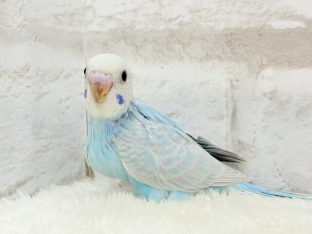 【最新画像更新🪄】すっきり☆爽やか青空🌤セキセイインコ(スパングル) ヒナ セキセイインコ