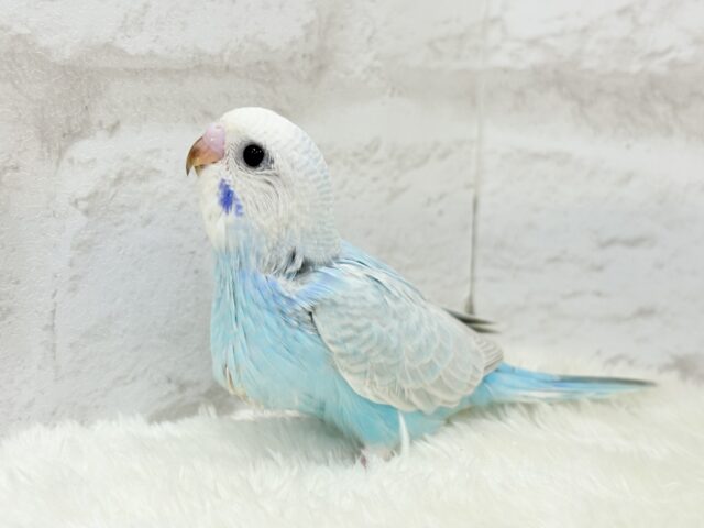 【最新画像更新🪄】すっきり☆爽やか青空🌤セキセイインコ(スパングル) ヒナ セキセイインコ