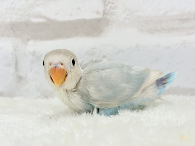 シロボタンインコ