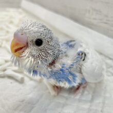 白いツバサがキレイ〜🪽🩵 セキセイインコ（ブルーパイド）