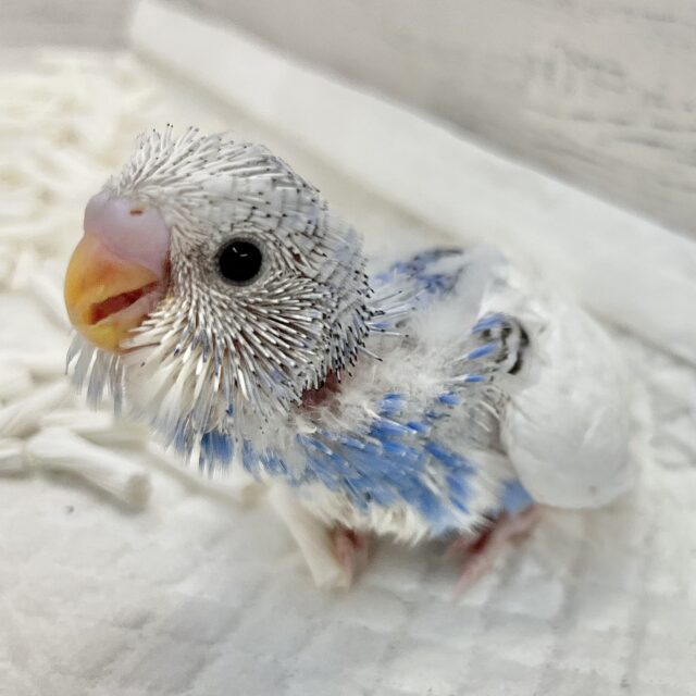 白いツバサがキレイ〜🪽🩵 セキセイインコ（ブルーパイド）