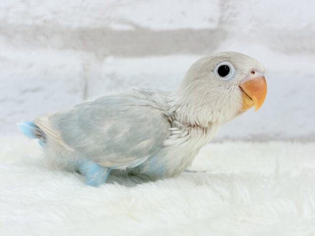 シロボタンインコ