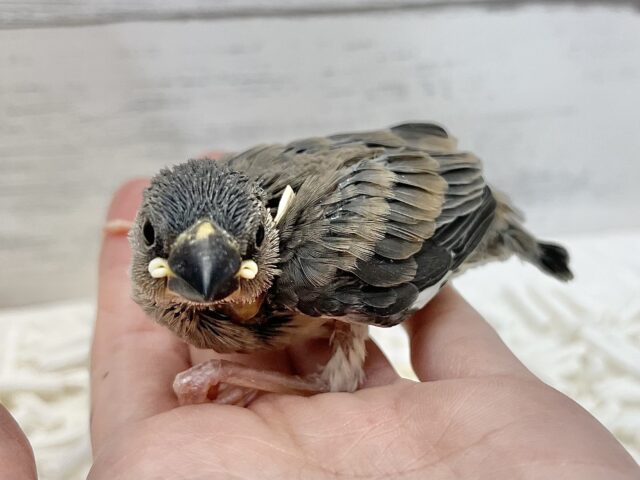 桜文鳥