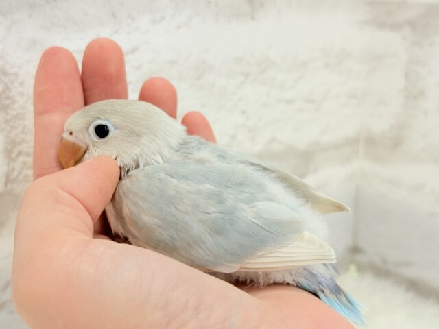 シロボタンインコ