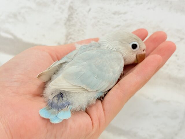 シロボタンインコ