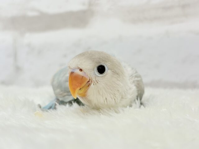 シロボタンインコ