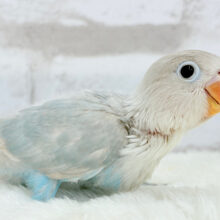 【最新画像更新🪄】これぞ天使🧚‍♀️🫧一瞬で目が奪われる✨シロボタンインコ ヒナ