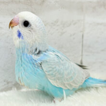 【最新画像更新🪄】すっきり‪☆爽やか青空🌤セキセイインコ(スパングル) ヒナ