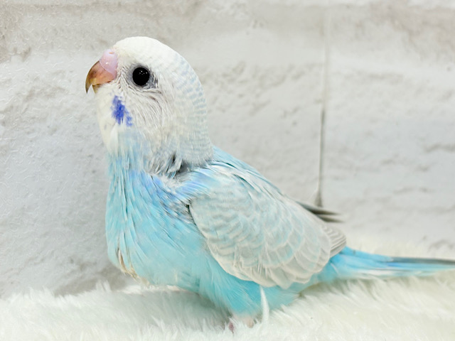 【最新画像更新🪄】すっきり☆爽やか青空🌤セキセイインコ(スパングル) ヒナ 【最新画像更新🪄】すっきり☆爽やか青空🌤セキセイインコ(スパングル) ヒナ