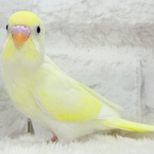 【最新画像更新🪄】レモンチーズケーキ🍋💛セキセイインコ(クリーム) ヒナ