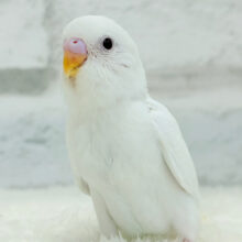 【最新画像更新🪄】ピュアピュアホワイト🤍セキセイインコ(アルビノ) ヒナ