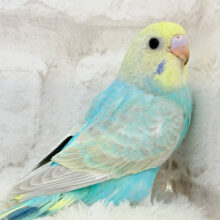 【最新画像更新🪄】優しめメロンソーダ🍈🧃セキセイインコ(パステルカラーレインボー) ヒナ