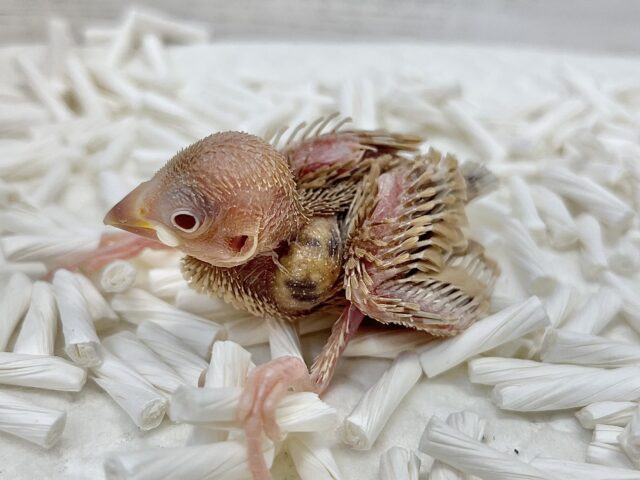 シナモン文鳥
