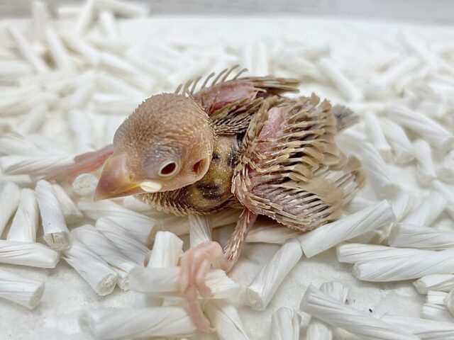 シナモン文鳥