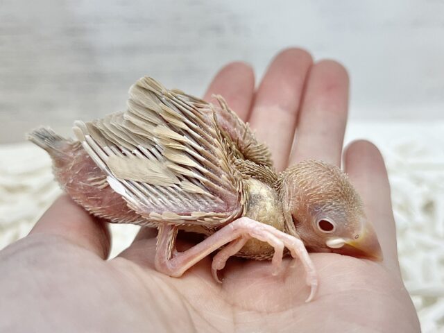 シナモン文鳥