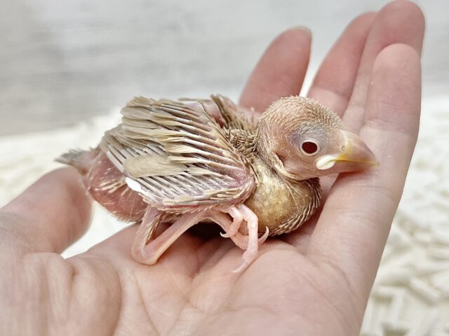シナモン文鳥