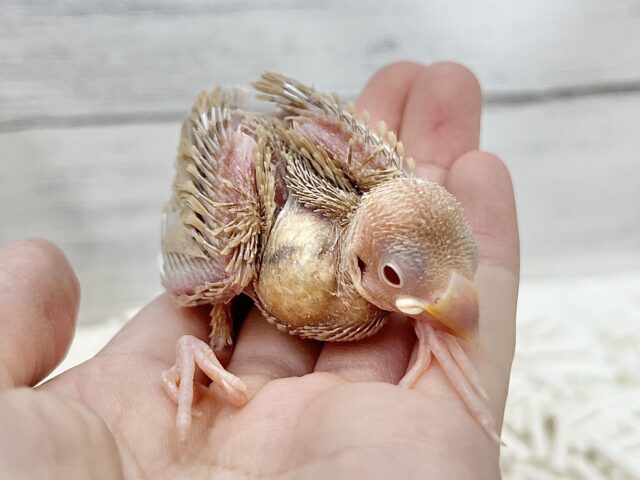 シナモン文鳥
