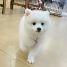 超ホヤホヤ最新画像✨僕を見るとときめくらしいよ♡ポメラニアンくん！