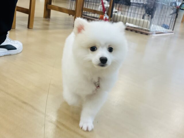 超ホヤホヤ最新画像✨僕を見るとときめくらしいよ♡ポメラニアンくん！